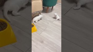 Белая кошка, котята