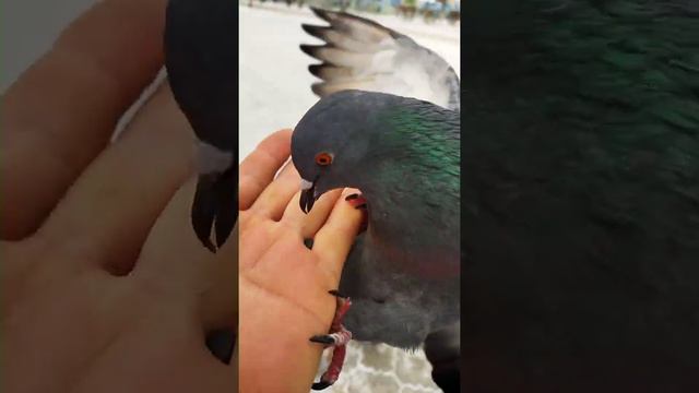 Голуби щёлкают семечки! смотреть онлайн