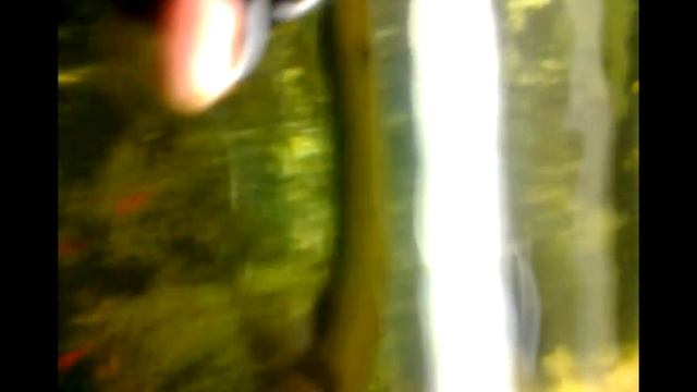 карликовый змееголов зоомагазин Амфибия Тамбов смотреть онлайн