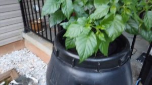 how to build a large 60-gallon Kratky hydroponic system - DIY