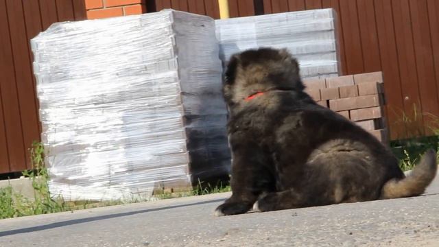 кавказская овчарка смотреть онлайн