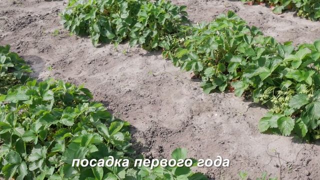 Клубника. Описание сорта Соловушка. Айтжанова Светлана Дмитриевна о сортах земляники.