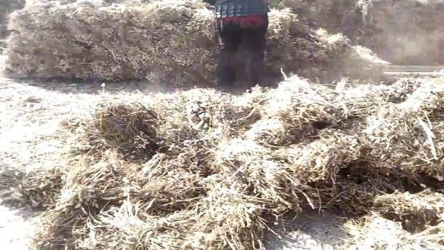 22.10.2017 Виктор Хван. Заметки из Китая. Арахис или земляные бобы смотреть онлайн