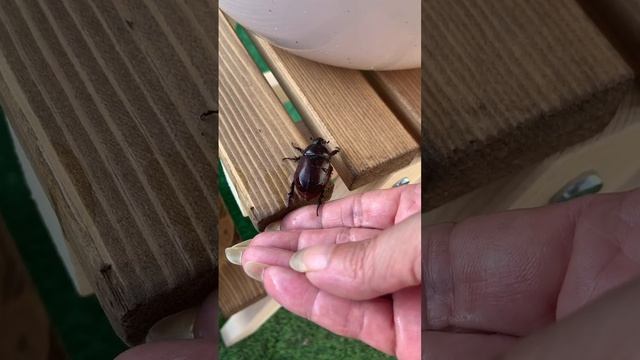 Какой большой жук.
