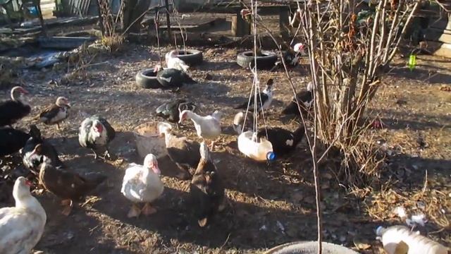 Хитрости содержания уток: содержание и кормление. смотреть онлайн