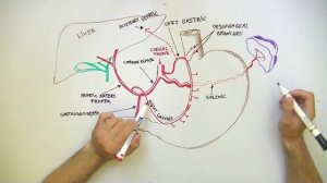 Celiac Trunk - Arterial supply to the Stomach