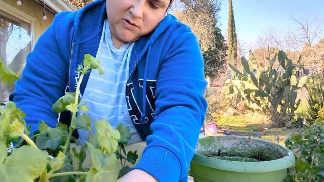 Geranios colgantes cómo los podo y propagó / sus cuidados смотреть онлайн