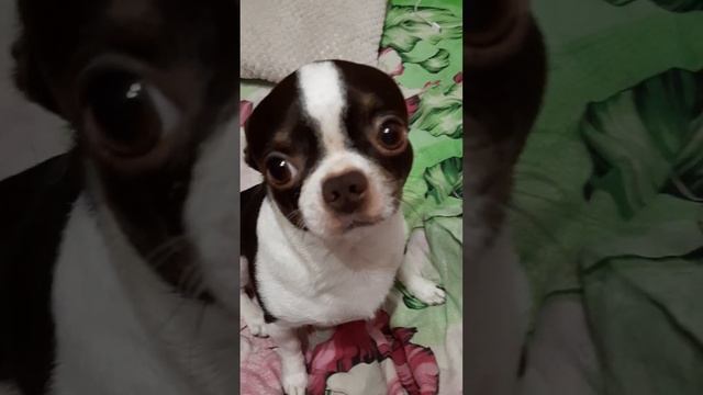 ?ТЕРРИ ПРОВИНИЛСЯ.???? смотреть онлайн