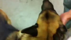 Еще одна собака у которой проблема с задней лапой