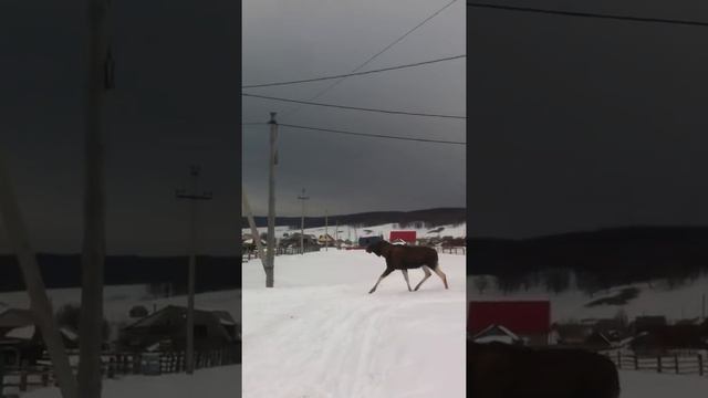 В деревне Юлык Гафурийского района стреляют лосей