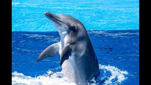 Dolphin sound effect, dolphin sounds - noises, real nature sounds, dolphin talking, free download.