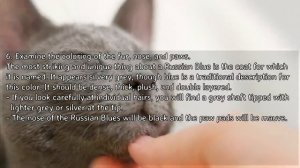 How to Identify a Russian Blue - Recognizing Russian Blue Characteristics