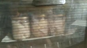 Тушёнка из бройлера в духовке