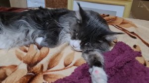 Мейн Кун.Дыхание настораживает.????17 января 2021 г.Maine Coon.