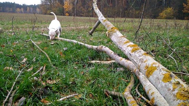 Любимая игрушка бультерьера Шеда! смотреть онлайн