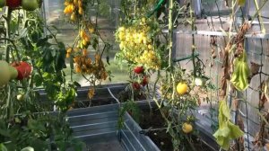 Обзор огорода. Теплицы и открытый грунт. Конец сентября