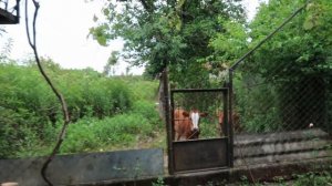 VLOG| Стоит ли ехать в Абхазию ? | Село Бабушара и наши приключения