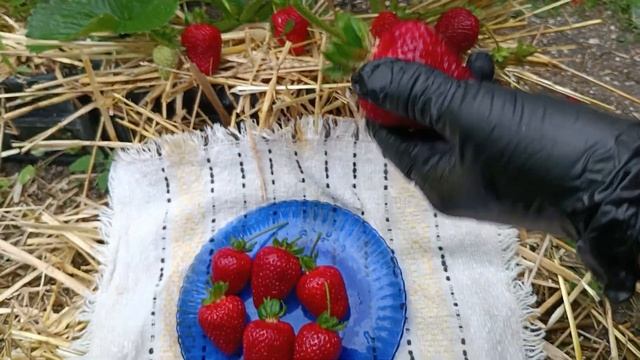 Обзор на сорт клубники Альбион. Питомник Земляничная Исландия. смотреть онлайн