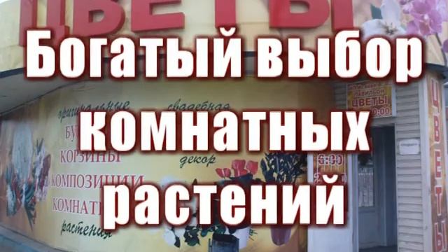 Очень дешёвые комнатные растения в Туле смотреть онлайн