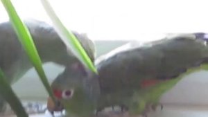 Попугаи амазоны - почесоны.