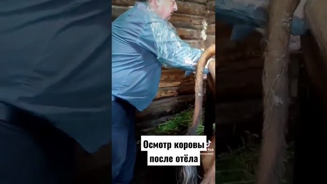 Осмотр репродуктивной фуннкции коровы обязательно проводить и после отела(родов). Как-то так! смотреть онлайн