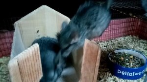 Битва за купалку, кто наглее, тот и первый. Шиншиллы купаются.