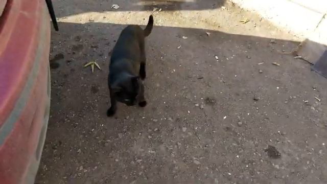 В Кокшетау Галина Байченко 6 лет помогает уличным кошкам и собакам, хотя сама живёт в вагончике. смотреть онлайн