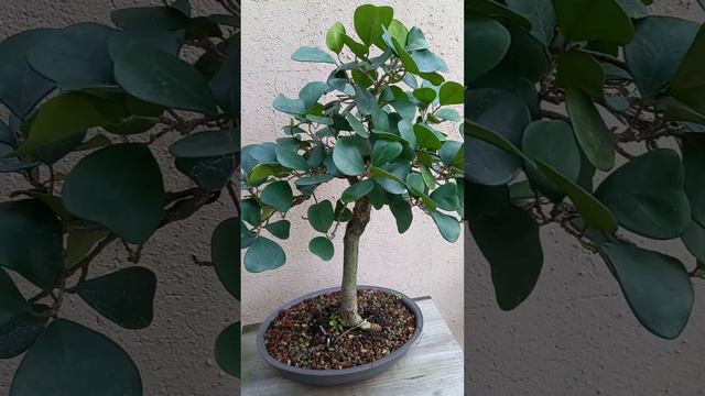 Ficus triangularis, ¿lo conoces?