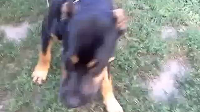 Самый злой питбуль ! The most evil pitbull in the world ! смотреть онлайн