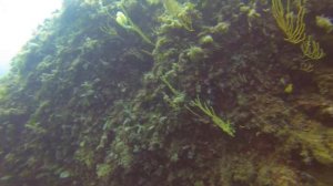 Maratea (Italy) Dive - Lido Martino 22 8 2014