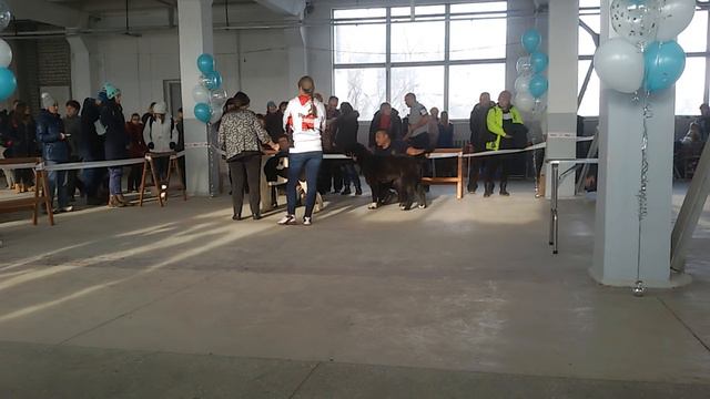 Бугай Алабай. Выставка собак в Благовещенске 1 декабря 2018. Судит Островская М Г смотреть онлайн