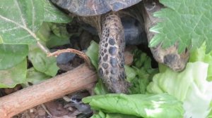 Черепаха ест салат