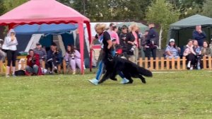 ПП 260 GARFILD First Of The Best / Моно немецких овчарок ПК БРОННИЦЫ 10.08.2024