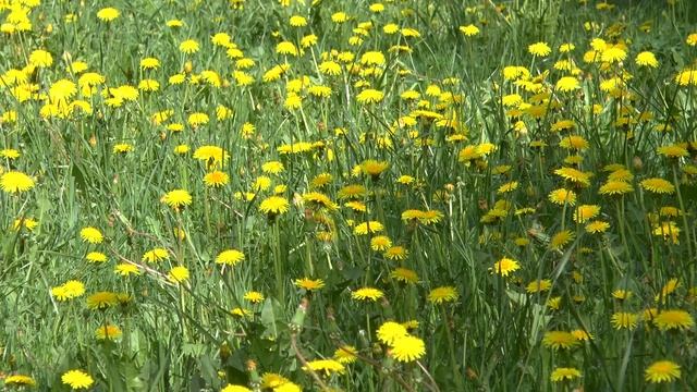 Цветы одуванчиков смотреть онлайн