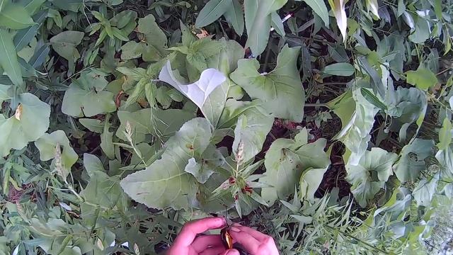 как я извлекал крючок из пальца смотреть онлайн