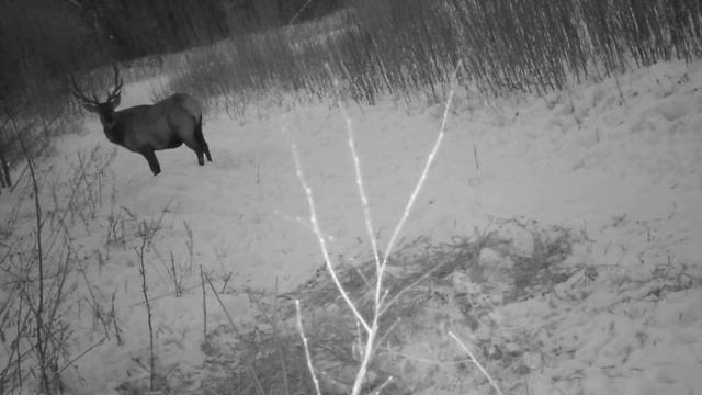 Изюбр на подкормке\Видео с фото ловушки смотреть онлайн