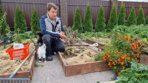 ХОЧЕШЬ КРУПНЫЙ ЧЕСНОК подготовка ГРЯДКИ ДЛЯ ПОСАДКИ ЧЕСНОКА какие удобрения и сколько внести для че