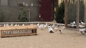 Бакинские голуби Эфендиева Зияда в Баку!