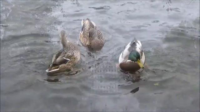 Поль де Сенневиль-Брак по любви. смотреть онлайн