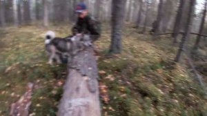 Охота с лайками. Пума в деле.Сapercaillie hunting.