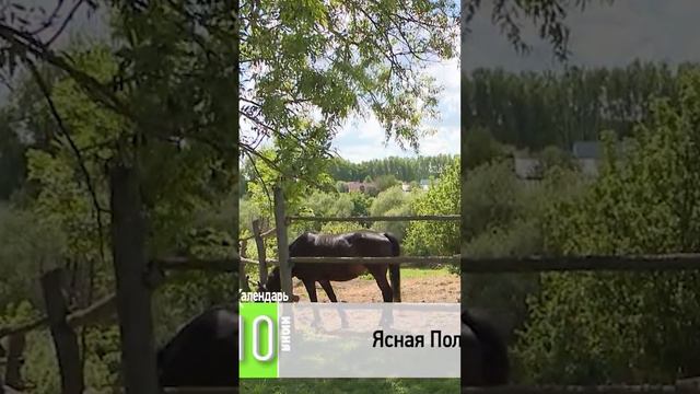 🗓 КАЛЕНДАРЬ | Ясная поляна #history #история