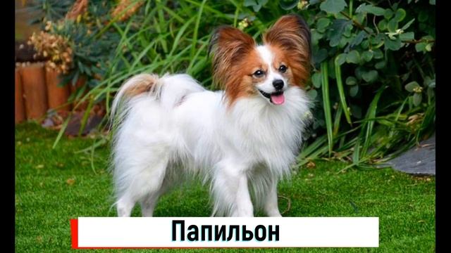 Лучшие Породы Собак для Семьи с Детьми