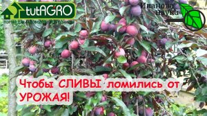 ДУРНО-СЛИВЫ и ОПАСНЫЕ СВЯЗИ! Уберите ЭТО на деревьях и будете с большим урожаем ВИШНИ, АЛЫЧИ и СЛИВЫ