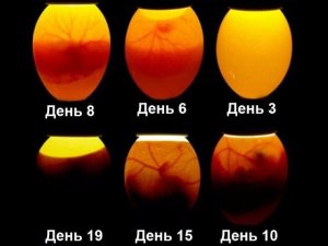Овоскопирование яиц на 11 день 2020!!!Часть 3. Инкубация куриных яиц 2020