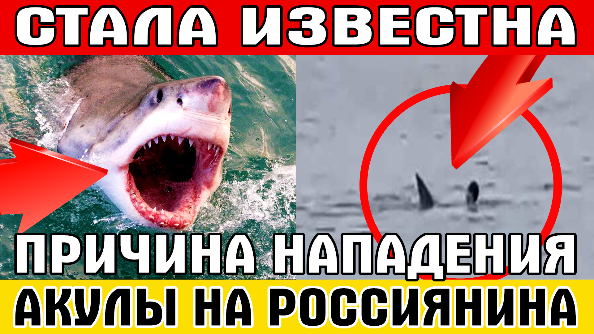 Акула на человека в египте 2023. Акула напала на человека в Египте. В Египте акула напала на россиянина 2023.