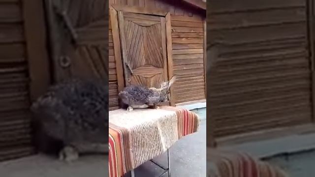 Обзор маточного поголовья Ризен Агути 3 линия смотреть онлайн