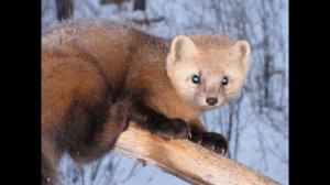 Звери Камчатки