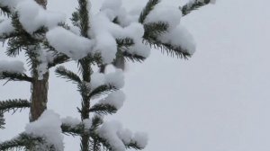 Желтоголовый королек 14  декабря