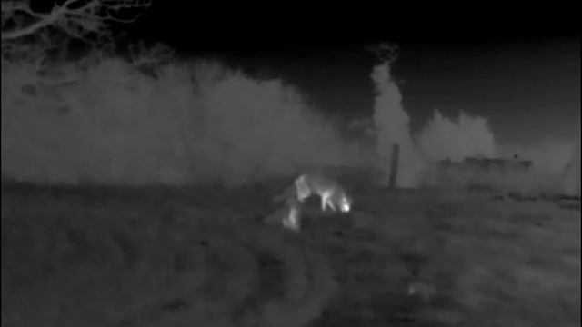 Foxes on XM30S смотреть онлайн