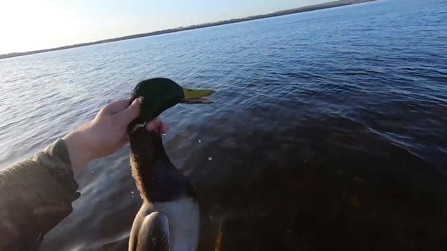 Весенняя охота на гуся и селезня! Первый гусь сезона! День первый / MAX HUNTER смотреть онлайн